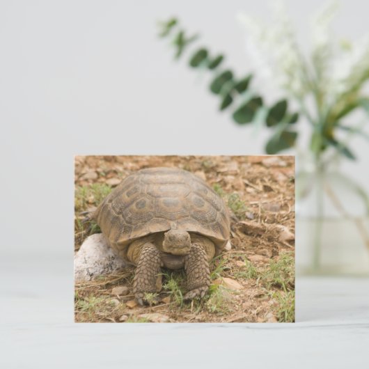 Carte Postale Tortue Sonoran Deset (Debout devant)