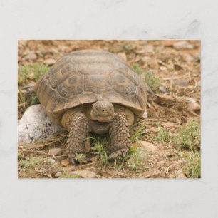 Carte Postale Tortue Sonoran Deset