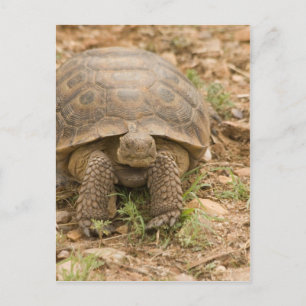 Carte Postale Tortue Sonoran Deset