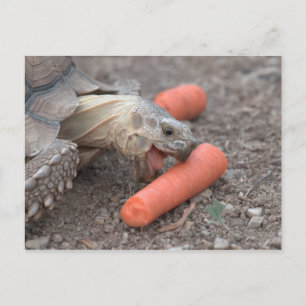 Carte Postale tortue sulcata