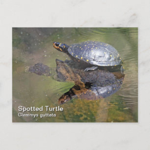 Carte postale Tortue tachetée