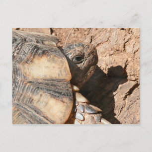 Carte Postale Tortue/tortue grecques de terre
