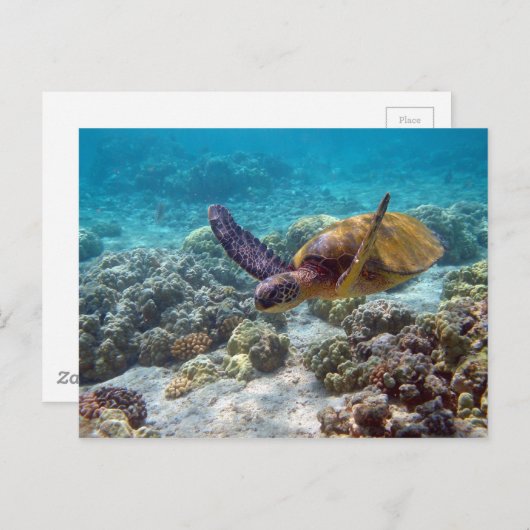 Carte Postale Tortue verte (Devant / Derrière)