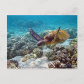 Carte Postale Tortue verte (Devant)