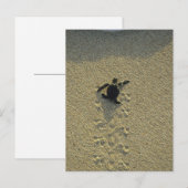 Carte Postale Tortue verte, (Chelonia mydas), éclos (Devant / Derrière)