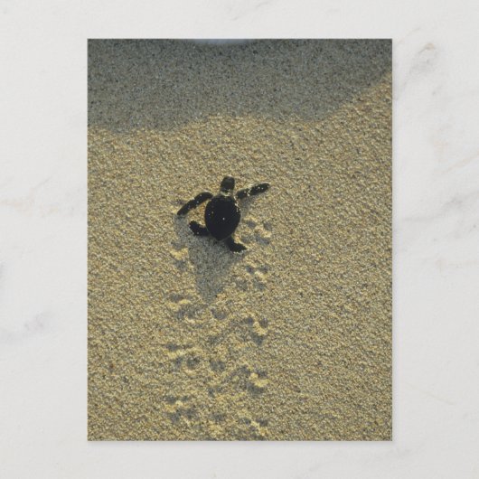 Carte Postale Tortue verte, (Chelonia mydas), éclos (Devant)