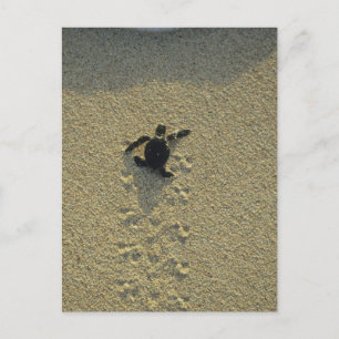 Carte Postale Tortue verte, (Chelonia mydas), nouveau-né