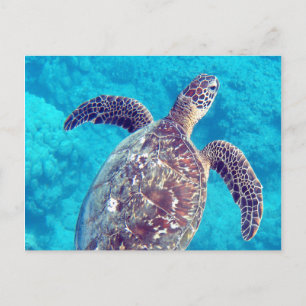 Carte Postale Tortue verte de Hawaii