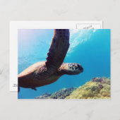 Carte Postale Tortue verte de mer d'Hawaï (Devant / Derrière)