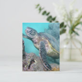 Carte Postale Tortue verte d'Hawaii (Debout devant)