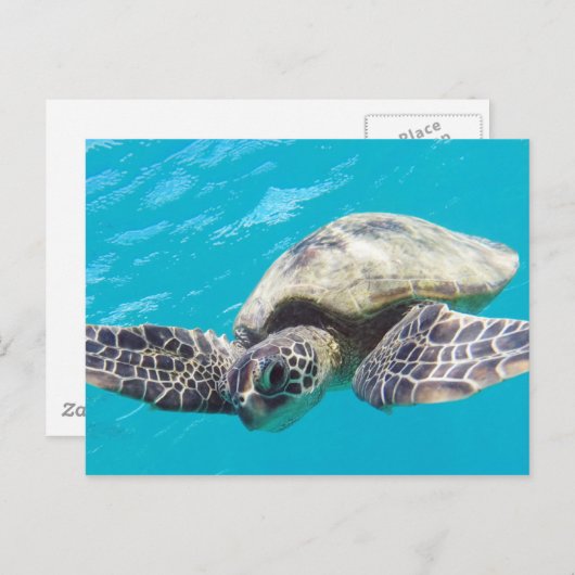 Carte Postale Tortue verte d'Hawaii (Devant / Derrière)