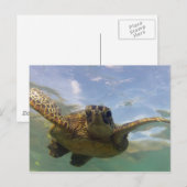 Carte Postale Tortue verte d'Hawaii (Devant / Derrière)