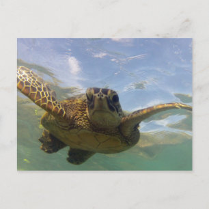 Carte Postale Tortue verte d'Hawaii