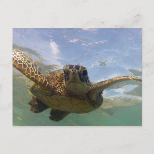 Carte Postale Tortue verte d'Hawaii (Devant)