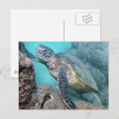 Carte Postale Tortue verte d'Hawaii (Devant / Derrière)