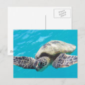Carte Postale Tortue verte d'Hawaii (Devant / Derrière)
