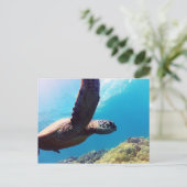 Carte Postale Tortue verte d'Hawaii (Debout devant)