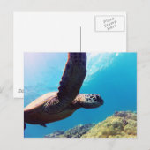 Carte Postale Tortue verte d'Hawaii (Devant / Derrière)