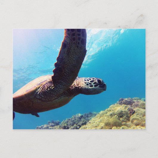 Carte Postale Tortue verte d'Hawaii (Devant)