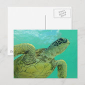 Carte Postale Tortue verte d'Hawaii (Devant / Derrière)