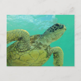 Carte Postale Tortue verte d'Hawaii