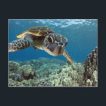 Carte Postale Tortue verte hawaïenne<br><div class="desc">Une tortue de mer verte hawaïenne étudie son reflet dans mon port de dôme. © et ® Bigstock® - Tous droits réservés.</div>