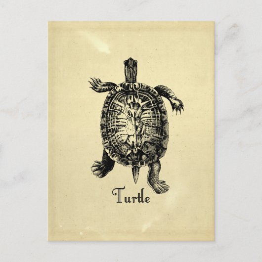 Carte Postale TORTUE vintage (Devant)