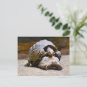 Carte Postale Tortues (Debout devant)