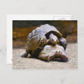 Carte Postale Tortues (Devant / Derrière)