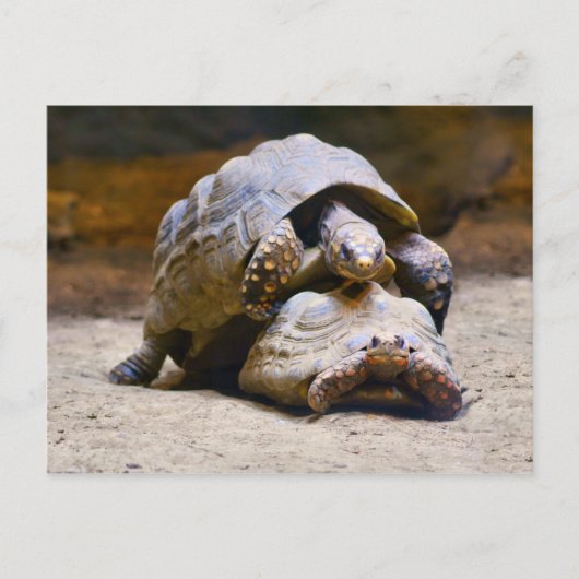 Carte Postale Tortues (Devant)