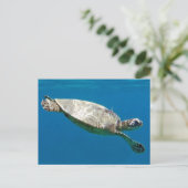 Carte Postale Tortues (Debout devant)