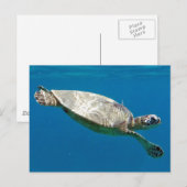 Carte Postale Tortues (Devant / Derrière)