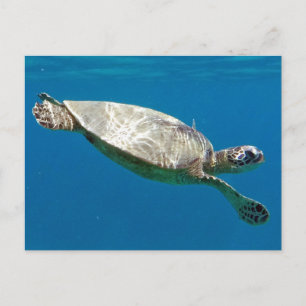 Carte Postale Tortues