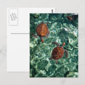 Carte Postale Tortues (Devant / Derrière)