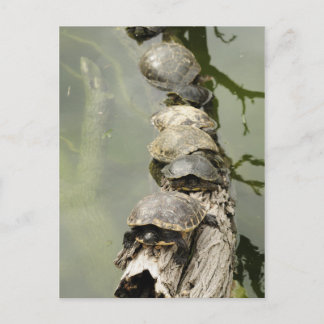 Carte Postale Tortues
