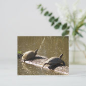 Carte Postale Tortues (Debout devant)