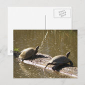 Carte Postale Tortues (Devant / Derrière)