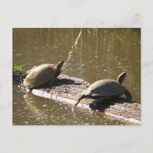 Carte Postale Tortues (Devant)