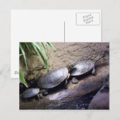 Carte Postale Tortues (Devant / Derrière)