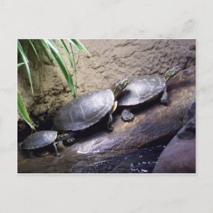 Carte Postale Tortues