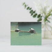 Carte Postale Tortues (Debout devant)