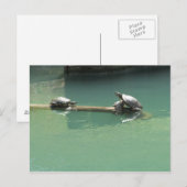 Carte Postale Tortues (Devant / Derrière)