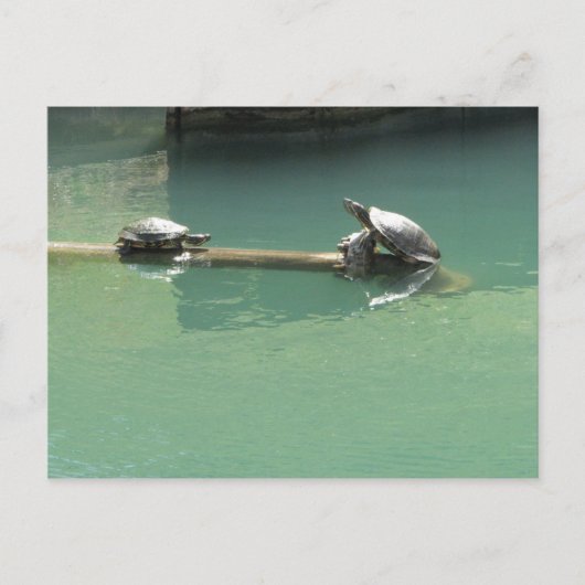 Carte Postale Tortues (Devant)