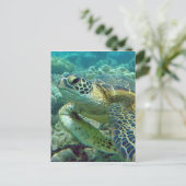 Carte Postale Tortues à Hawaï (Debout devant)