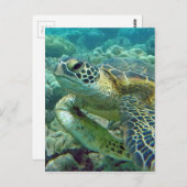 Carte Postale Tortues à Hawaï (Devant / Derrière)