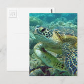 Carte Postale Tortues à Hawaï (Devant / Derrière)