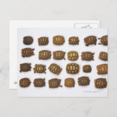 Carte Postale Tortues de bébé disposées en rangs (Devant / Derrière)