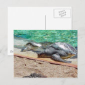 Carte Postale tortues de mer (Devant / Derrière)