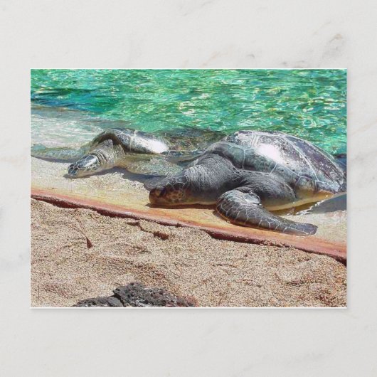 Carte Postale tortues de mer (Devant)