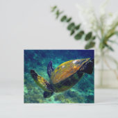 Carte Postale Tortues de mer vertes (Debout devant)